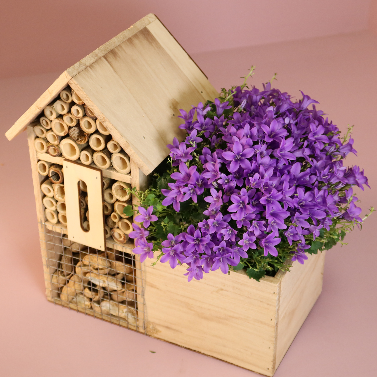 Campanula Addenda Intense Purple in insecten hotel pot en pot. Plante verte type Campanula Addenda Intense Purple in insecten hotel pot, livrée en pot, idéale pour intérieur lumineux. – Image 4