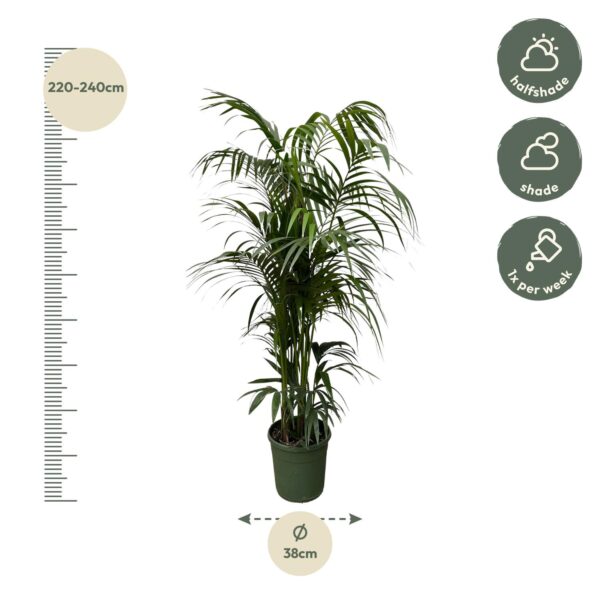 Kentia palm en pot Ø38cm. Plante verte type Kentia palm, livrée en pot, idéale pour intérieur lumineux. – Image 2
