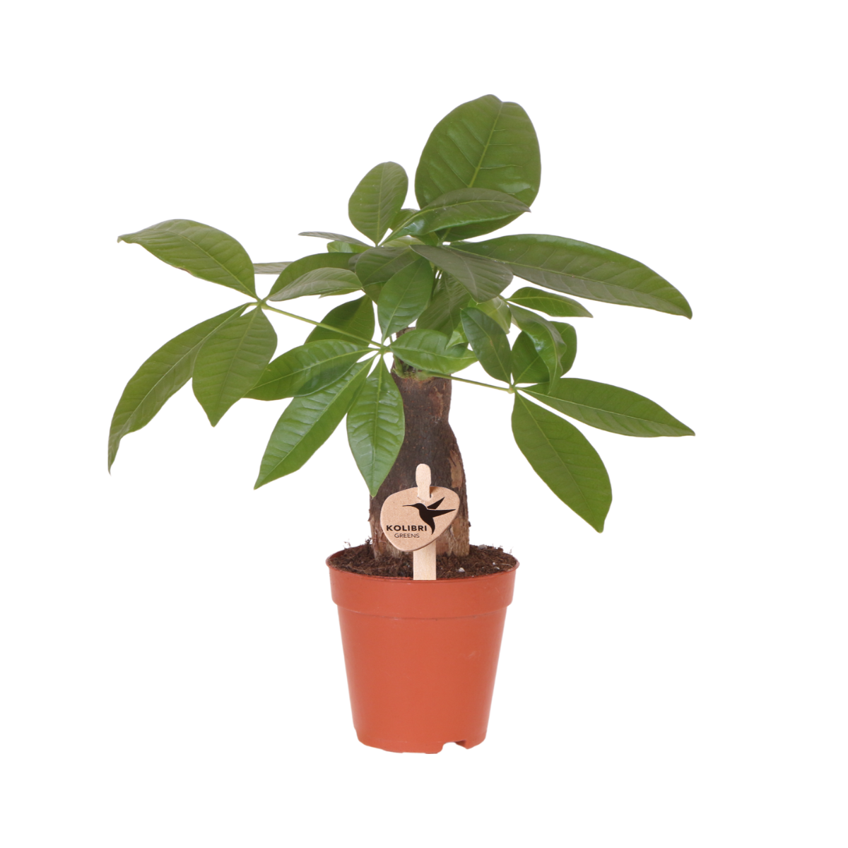Kolibri Greens | Groene plant en pot. Plante verte type Kolibri Greens | Groene plant, livrée en pot, idéale pour intérieur lumineux.