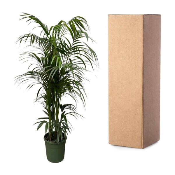 Kentia palm en pot Ø38cm. Plante verte type Kentia palm, livrée en pot, idéale pour intérieur lumineux. – Image 3