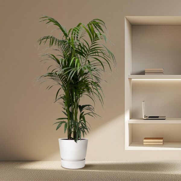 Kentia palm en pot Ø38cm. Plante verte type Kentia palm, livrée en pot, idéale pour intérieur lumineux. – Image 4