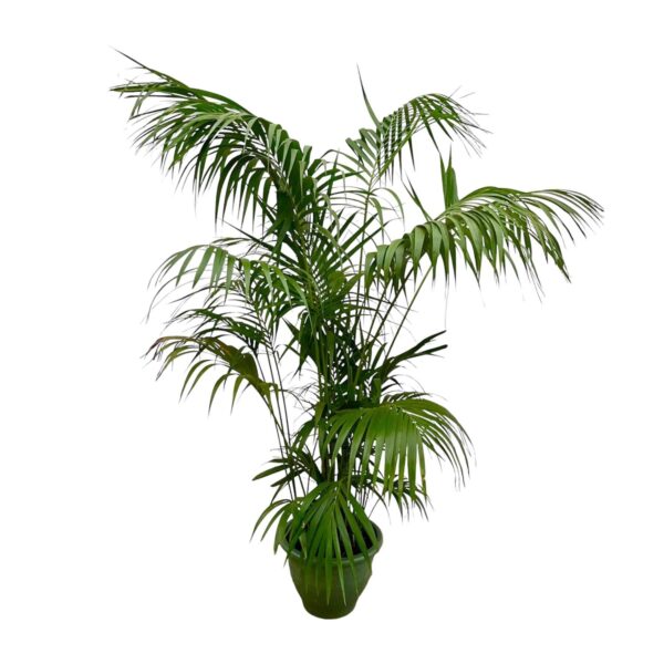 Kentia Palm XXL en pot Ø35cm. Plante verte type Kentia Palm XXL, livrée en pot, idéale pour intérieur lumineux.