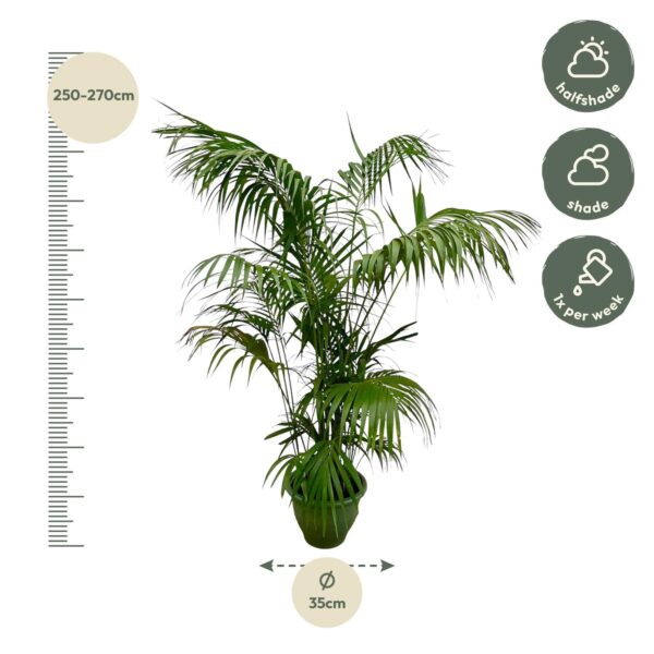 Kentia Palm XXL en pot Ø35cm. Plante verte type Kentia Palm XXL, livrée en pot, idéale pour intérieur lumineux. – Image 2