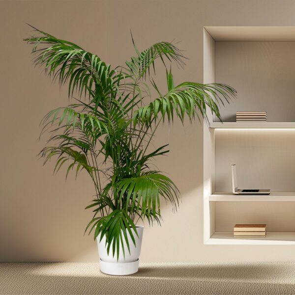 Kentia Palm XXL en pot Ø35cm. Plante verte type Kentia Palm XXL, livrée en pot, idéale pour intérieur lumineux. – Image 4