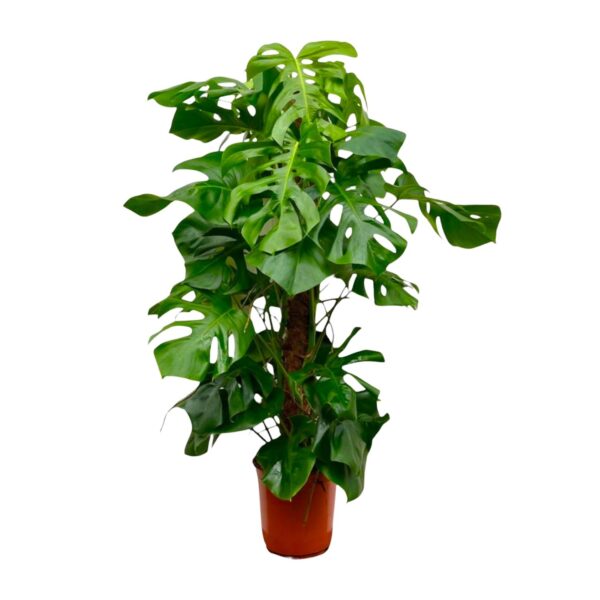 Monstera Deliciosa XXL en pot. Plante verte type Monstera Deliciosa XXL, livrée en pot, idéale pour intérieur lumineux.