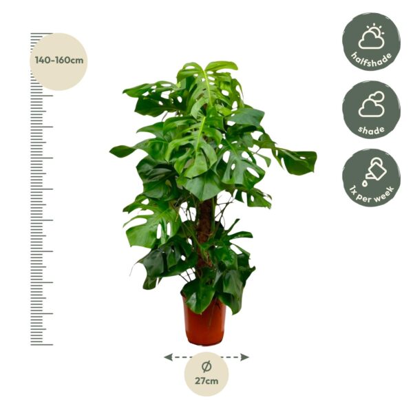 Monstera Deliciosa XXL en pot. Plante verte type Monstera Deliciosa XXL, livrée en pot, idéale pour intérieur lumineux. – Image 2