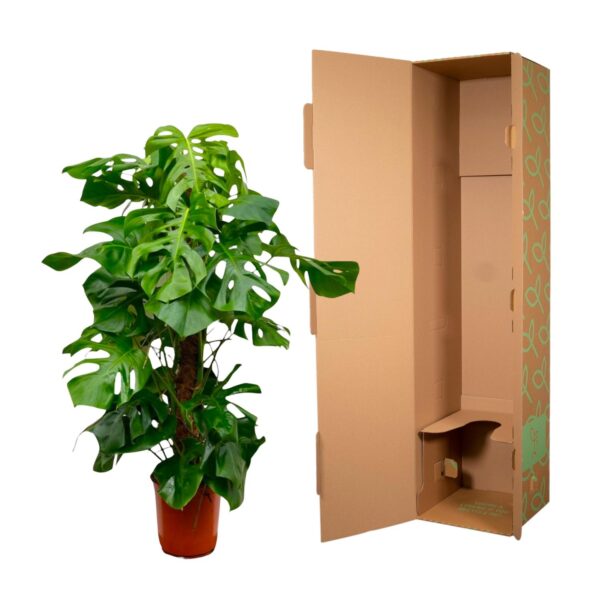 Monstera Deliciosa XXL en pot. Plante verte type Monstera Deliciosa XXL, livrée en pot, idéale pour intérieur lumineux. – Image 3