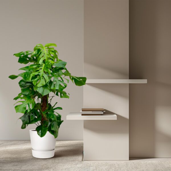 Monstera Deliciosa XXL en pot. Plante verte type Monstera Deliciosa XXL, livrée en pot, idéale pour intérieur lumineux. – Image 4