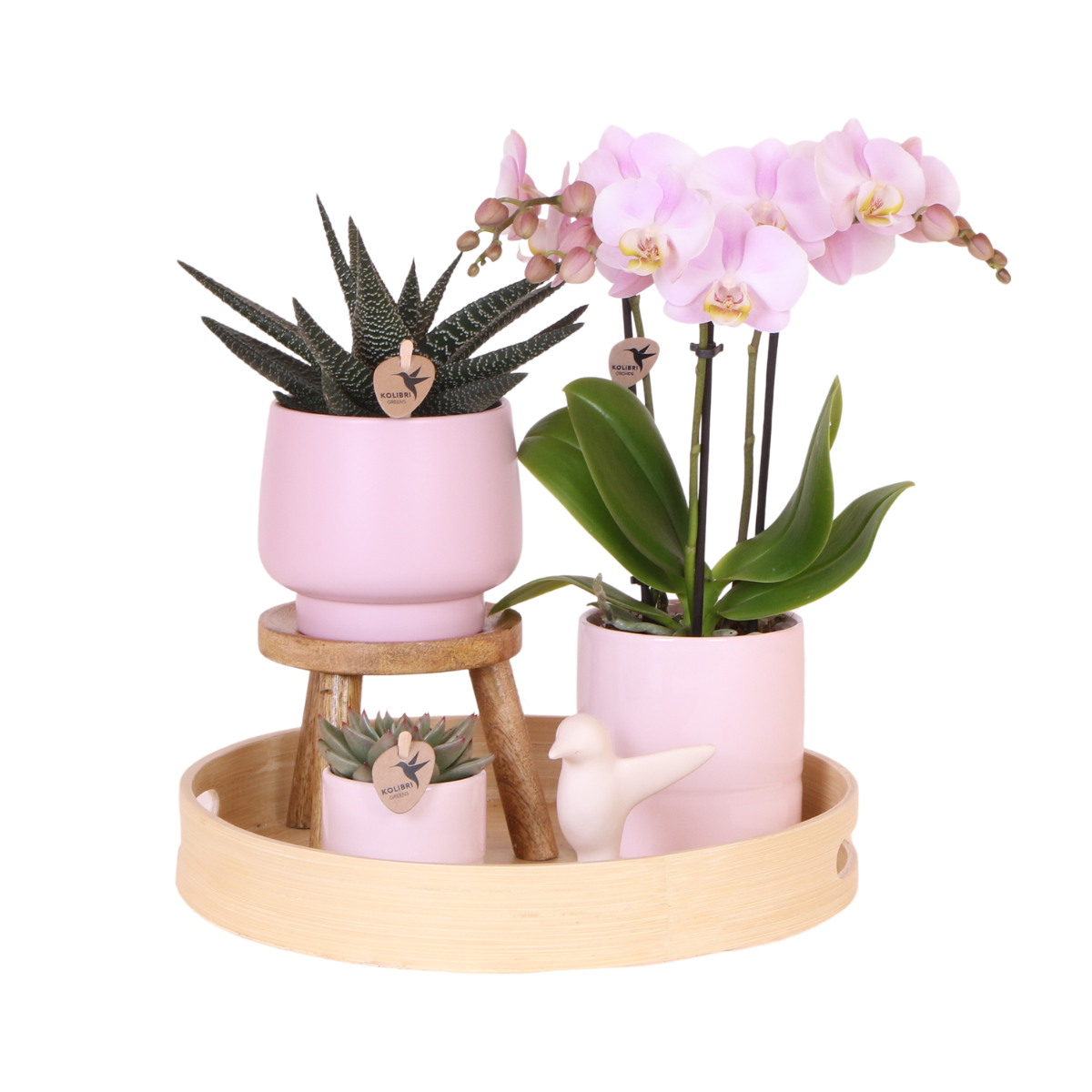 Kolibri Orchids | Gift set Pasen Big | Groene plant met roze Phalaenopsis orchidee in Simplicity sierpotten roze op bamboe plate en pot. Plante verte type Kolibri Orchids | Gift set Pasen Big | Groene plant met roze Phalaenopsis orchidee in Simplicity sierpotten roze op bamboe plate, livrée en pot, idéale pour intérieur lumineux.