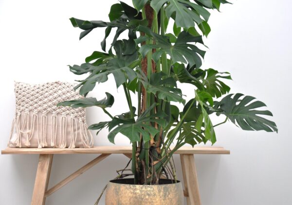 Monstera Deliciosa XXL en pot. Plante verte type Monstera Deliciosa XXL, livrée en pot, idéale pour intérieur lumineux. – Image 5