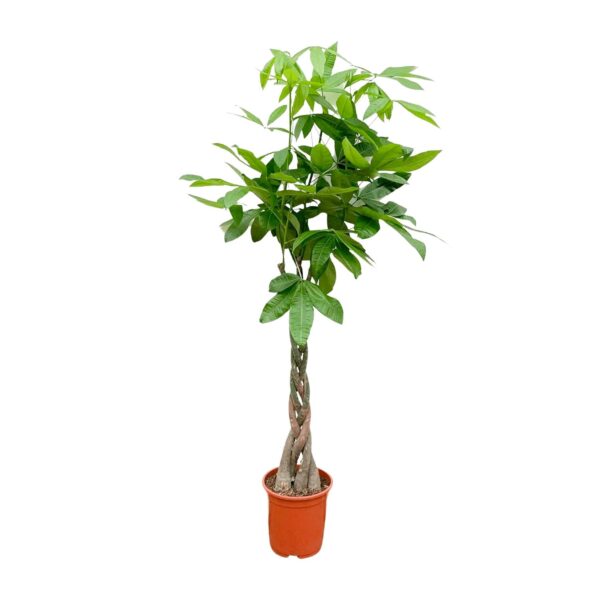 Pachira Aquatica en pot Ø27cm. Plante verte type Pachira Aquatica, livrée en pot, idéale pour intérieur lumineux.