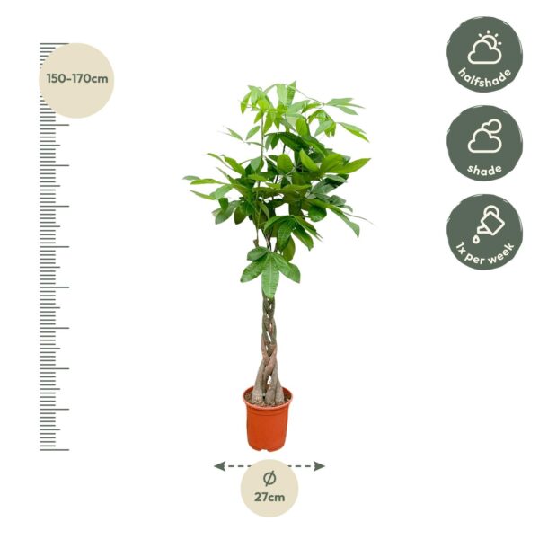 Pachira Aquatica en pot Ø27cm. Plante verte type Pachira Aquatica, livrée en pot, idéale pour intérieur lumineux. – Image 2