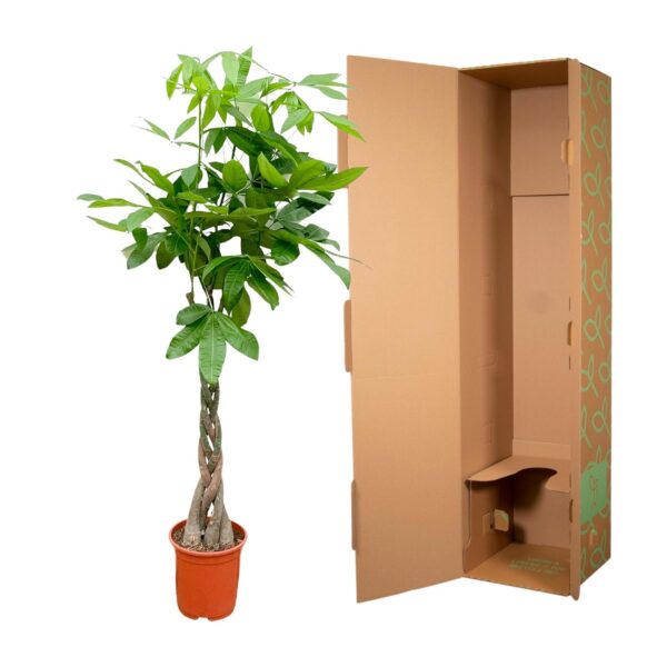 Pachira Aquatica en pot Ø27cm. Plante verte type Pachira Aquatica, livrée en pot, idéale pour intérieur lumineux. – Image 3