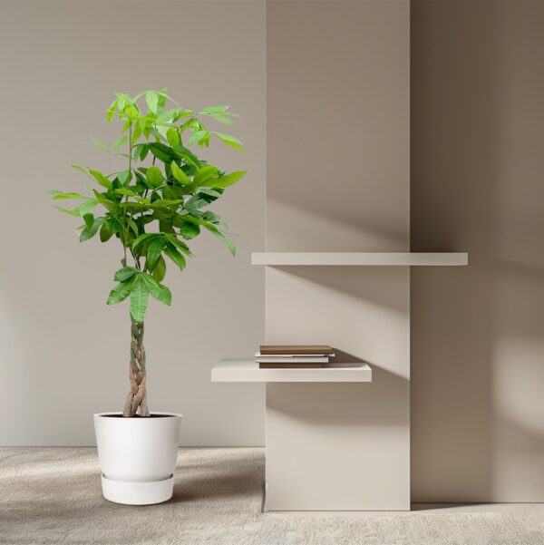 Pachira Aquatica en pot Ø27cm. Plante verte type Pachira Aquatica, livrée en pot, idéale pour intérieur lumineux. – Image 4