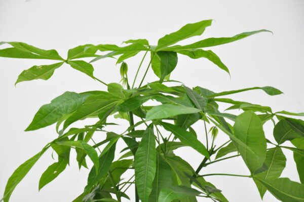 Pachira Aquatica en pot Ø27cm. Plante verte type Pachira Aquatica, livrée en pot, idéale pour intérieur lumineux. – Image 5