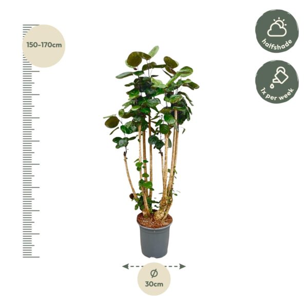 Polysicas Fabian XXL en pot. Plante verte type Polysicas Fabian XXL, livrée en pot, idéale pour intérieur lumineux. – Image 2
