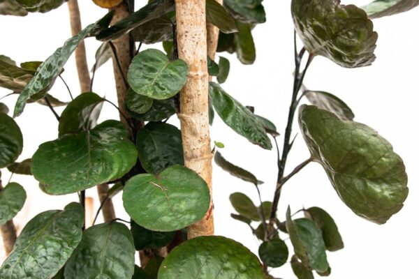 Polysicas Fabian XXL en pot. Plante verte type Polysicas Fabian XXL, livrée en pot, idéale pour intérieur lumineux. – Image 5