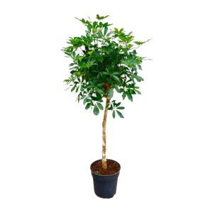 Schefflera op stam en pot Ø35cm. Plante verte type Schefflera op stam, livrée en pot, idéale pour intérieur lumineux.