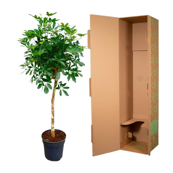 Schefflera op stam en pot Ø35cm. Plante verte type Schefflera op stam, livrée en pot, idéale pour intérieur lumineux. – Image 3