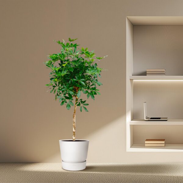 Schefflera op stam en pot Ø35cm. Plante verte type Schefflera op stam, livrée en pot, idéale pour intérieur lumineux. – Image 4