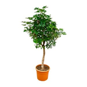 Schefflera op stam en pot Ø45cm. Plante verte type Schefflera op stam, livrée en pot, idéale pour intérieur lumineux.