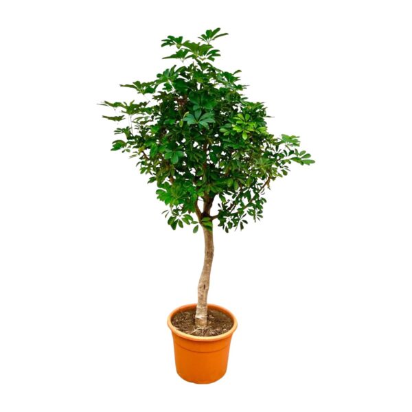 Schefflera op stam en pot Ø45cm. Plante verte type Schefflera op stam, livrée en pot, idéale pour intérieur lumineux.