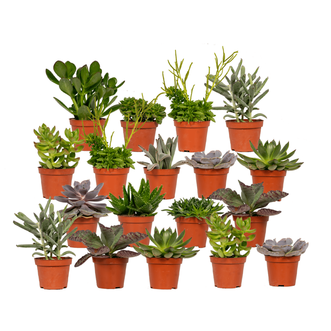 Everspring en pot Ø8cm. Plante verte type Everspring, livrée en pot, idéale pour intérieur lumineux.