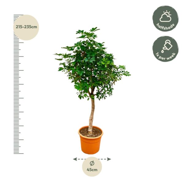 Schefflera op stam en pot Ø45cm. Plante verte type Schefflera op stam, livrée en pot, idéale pour intérieur lumineux. – Image 2