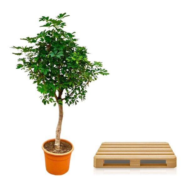 Schefflera op stam en pot Ø45cm. Plante verte type Schefflera op stam, livrée en pot, idéale pour intérieur lumineux. – Image 3