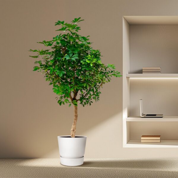 Schefflera op stam en pot Ø45cm. Plante verte type Schefflera op stam, livrée en pot, idéale pour intérieur lumineux. – Image 4