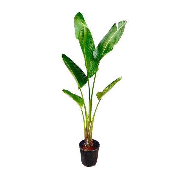 Strelitzia Augusta en pot. Plante verte type Strelitzia Augusta, livrée en pot, idéale pour intérieur lumineux.