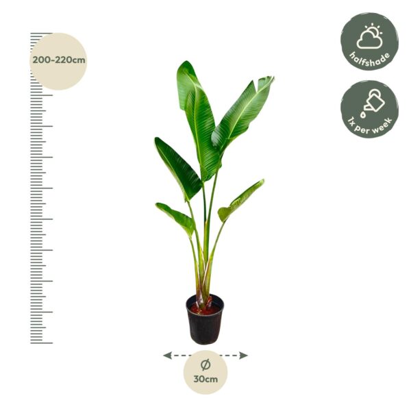 Strelitzia Augusta en pot. Plante verte type Strelitzia Augusta, livrée en pot, idéale pour intérieur lumineux. – Image 2