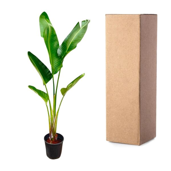 Strelitzia Augusta en pot. Plante verte type Strelitzia Augusta, livrée en pot, idéale pour intérieur lumineux. – Image 3