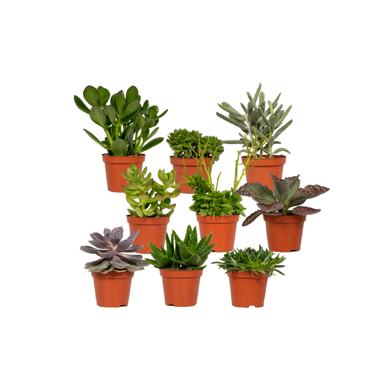 Everspring en pot Ø8cm. Plante verte type Everspring, livrée en pot, idéale pour intérieur lumineux.