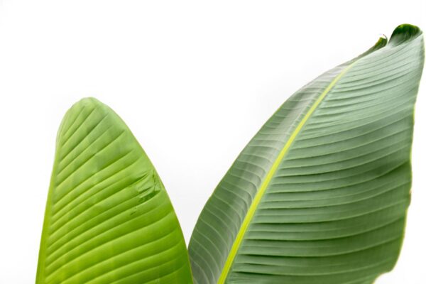 Strelitzia Augusta en pot. Plante verte type Strelitzia Augusta, livrée en pot, idéale pour intérieur lumineux. – Image 5