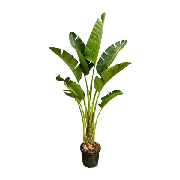 Strelitzia Augusta en pot. Plante verte type Strelitzia Augusta, livrée en pot, idéale pour intérieur lumineux.
