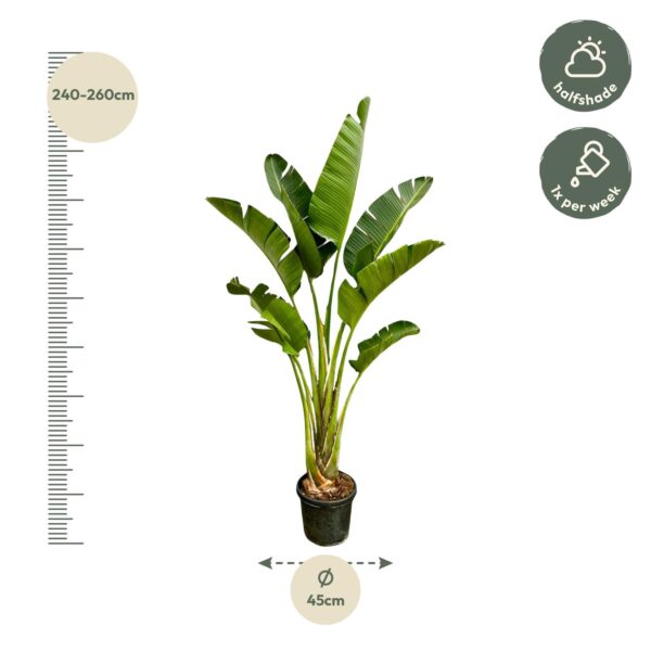 Strelitzia Augusta en pot. Plante verte type Strelitzia Augusta, livrée en pot, idéale pour intérieur lumineux. – Image 2