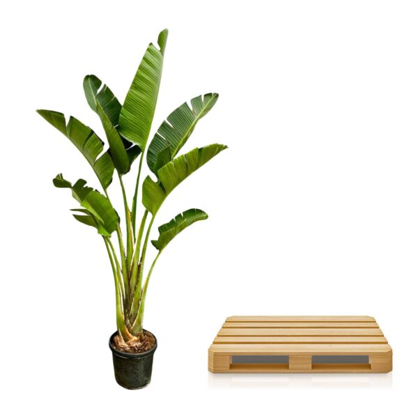 Strelitzia Augusta en pot. Plante verte type Strelitzia Augusta, livrée en pot, idéale pour intérieur lumineux. – Image 3