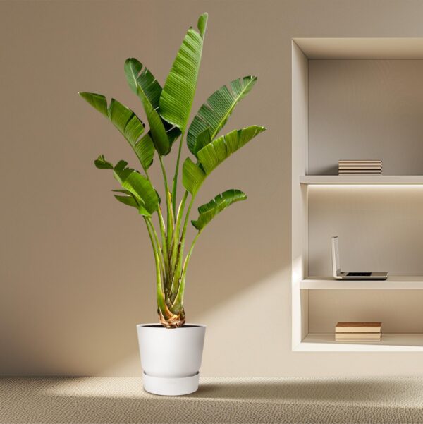 Strelitzia Augusta en pot. Plante verte type Strelitzia Augusta, livrée en pot, idéale pour intérieur lumineux. – Image 4