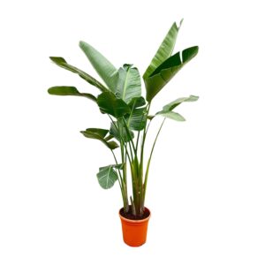 Strelitzia Augusta de luxe XXL en pot Ø38cm. Plante verte type Strelitzia Augusta de luxe XXL, livrée en pot, idéale pour intérieur lumineux.