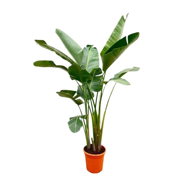 Strelitzia Augusta de luxe XXL en pot Ø38cm. Plante verte type Strelitzia Augusta de luxe XXL, livrée en pot, idéale pour intérieur lumineux.