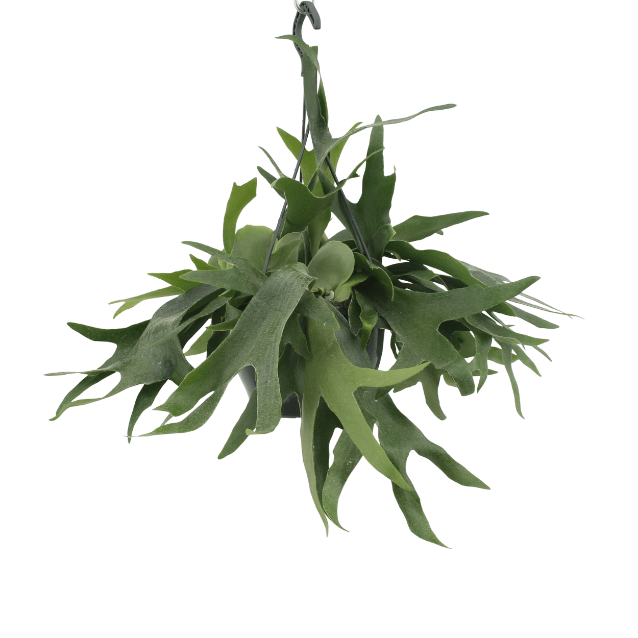 Platycerium Hertshoorn Hang en pot Ø21cm  Hauteur 50cm. Plante verte type Platycerium Hertshoorn Hang, livrée en pot, idéale pour intérieur lumineux.