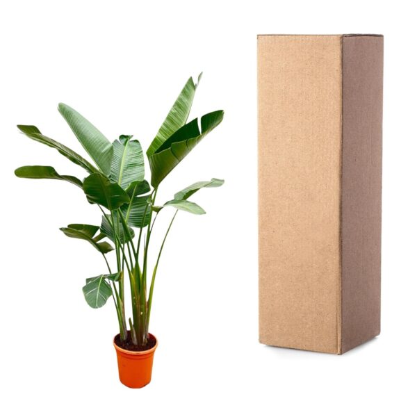 Strelitzia Augusta de luxe XXL en pot Ø38cm. Plante verte type Strelitzia Augusta de luxe XXL, livrée en pot, idéale pour intérieur lumineux. – Image 3