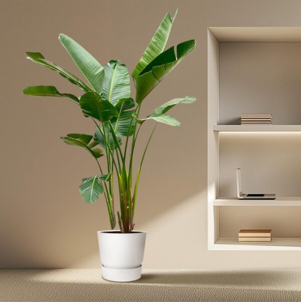 Strelitzia Augusta de luxe XXL en pot Ø38cm. Plante verte type Strelitzia Augusta de luxe XXL, livrée en pot, idéale pour intérieur lumineux. – Image 5