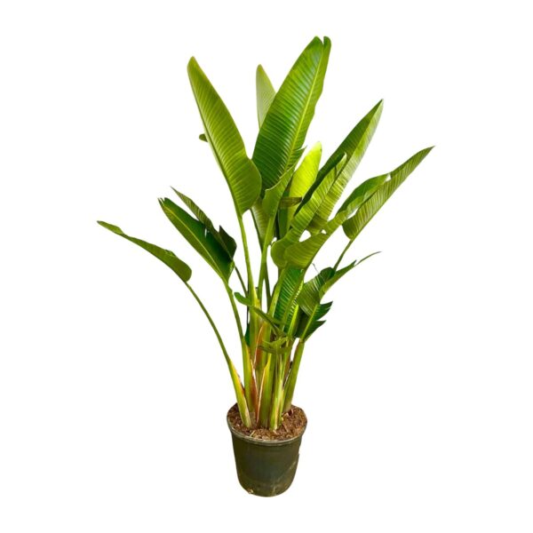 Strelitzia Augusta multi stam XXL en pot Ø40cm. Plante verte type Strelitzia Augusta multi stam XXL, livrée en pot, idéale pour intérieur lumineux.