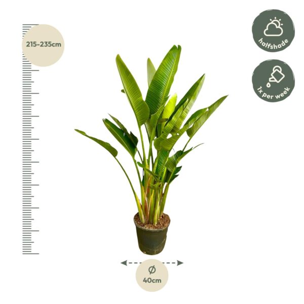 Strelitzia Augusta multi stam XXL en pot Ø40cm. Plante verte type Strelitzia Augusta multi stam XXL, livrée en pot, idéale pour intérieur lumineux. – Image 2