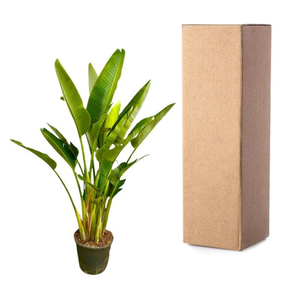 Strelitzia Augusta multi stam XXL en pot Ø40cm. Plante verte type Strelitzia Augusta multi stam XXL, livrée en pot, idéale pour intérieur lumineux. – Image 3