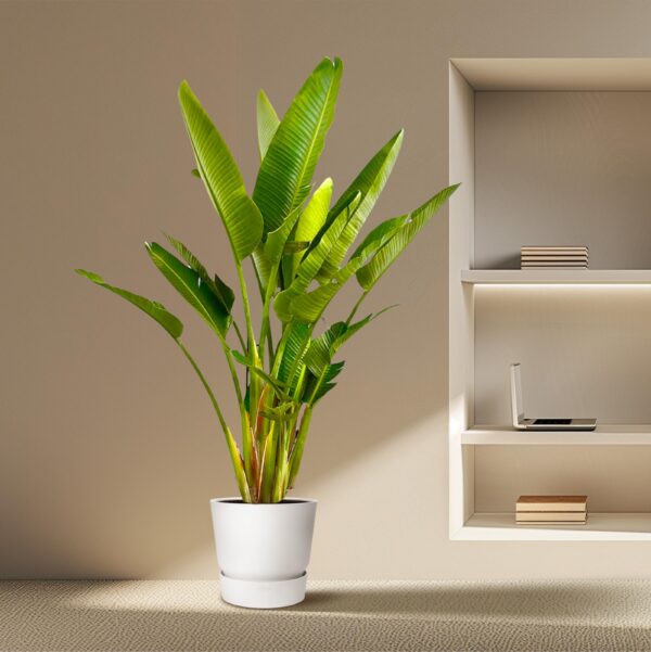 Strelitzia Augusta multi stam XXL en pot Ø40cm. Plante verte type Strelitzia Augusta multi stam XXL, livrée en pot, idéale pour intérieur lumineux. – Image 4