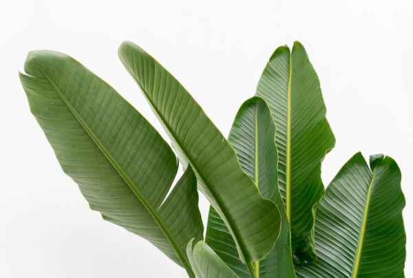 Strelitzia Augusta multi stam XXL en pot Ø40cm. Plante verte type Strelitzia Augusta multi stam XXL, livrée en pot, idéale pour intérieur lumineux. – Image 5