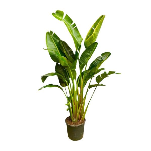 Strelitzia Augusta multi stam XXL en pot Ø30cm. Plante verte type Strelitzia Augusta multi stam XXL, livrée en pot, idéale pour intérieur lumineux.
